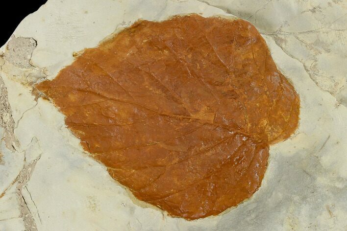 Fossil Leaf (Davidia) - Montana #115323